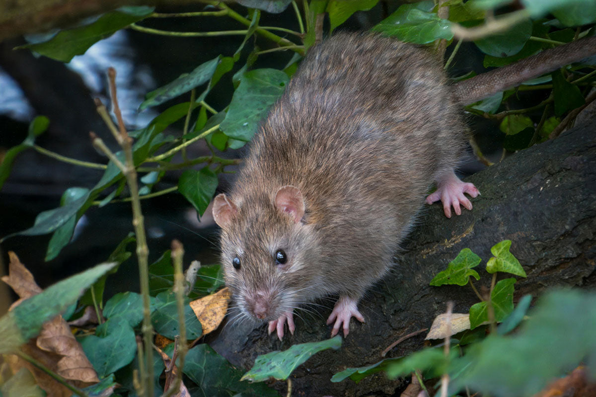 How to Choose the Right Rat Trap for Your Needs