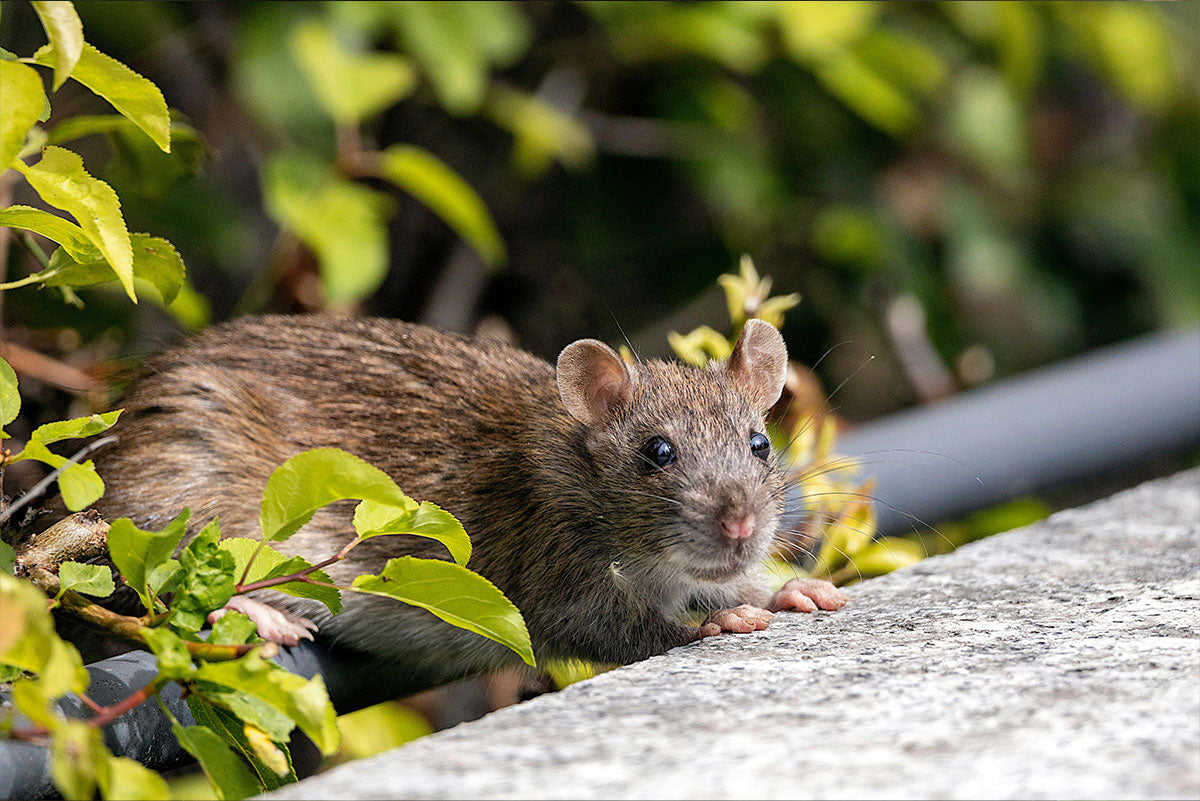 How Rodent Control Can Revive Our Native Bird Population