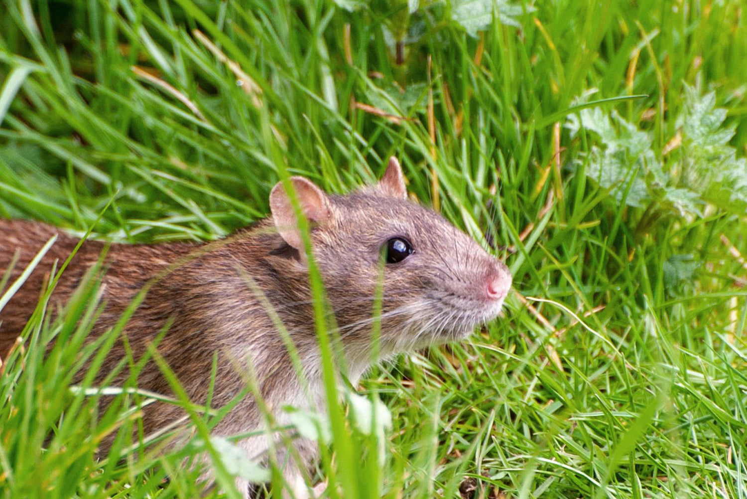 Understanding NZ’s Rats to Better Combat Them