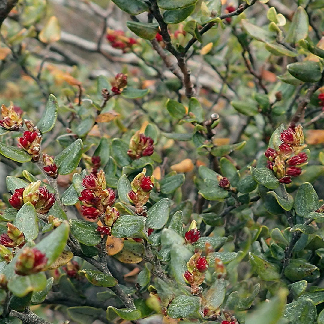 Understanding Mast Seasons and How They Impact Predator Control in NZ