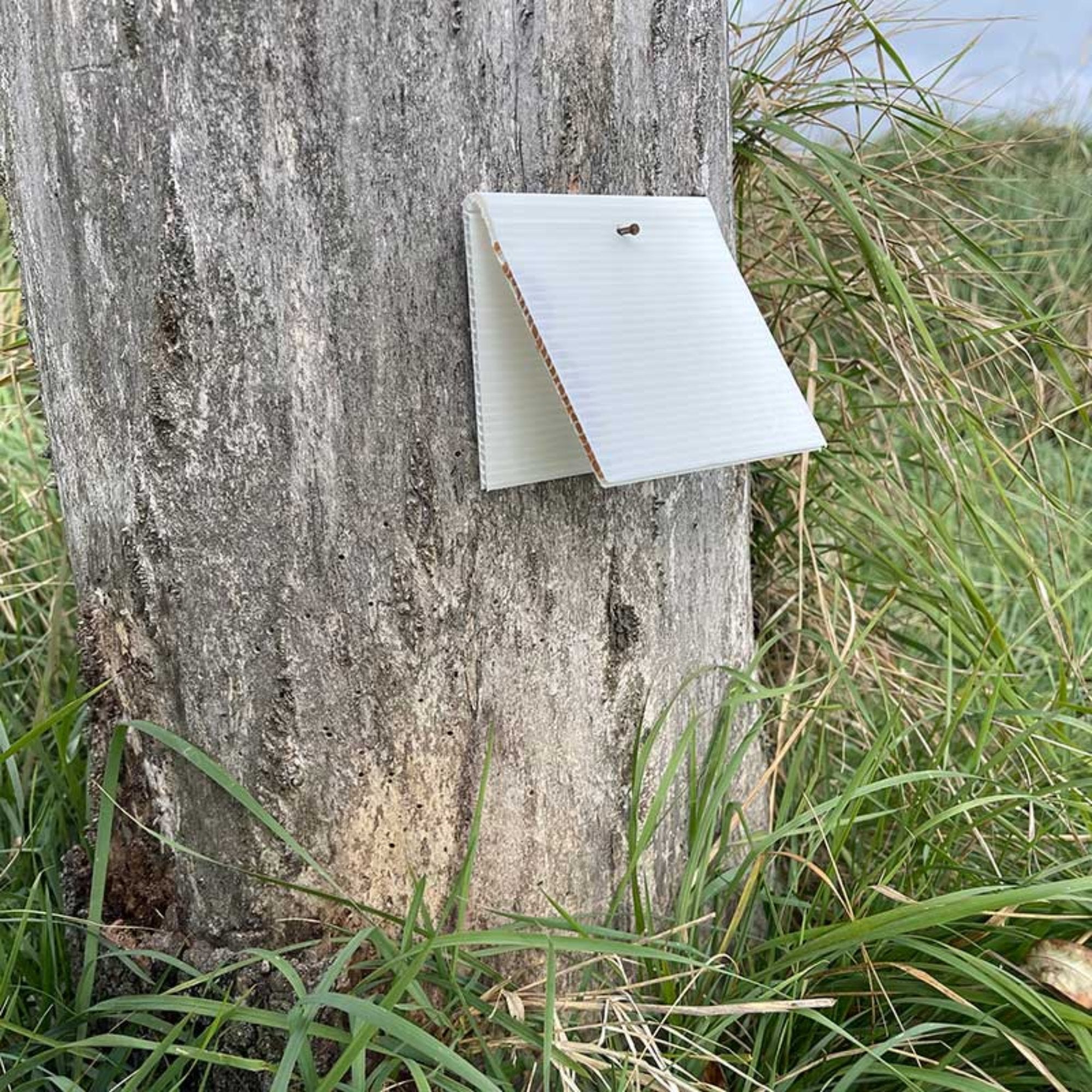 Predator Detection Chew Card Nailed to a Tree