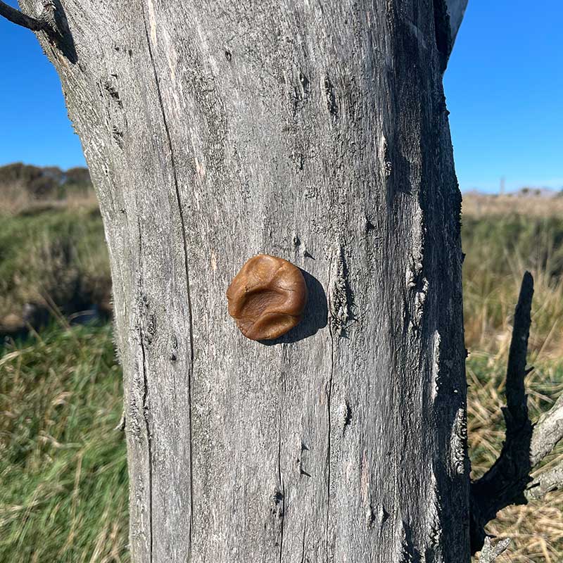 Possum & Rat Dough - Classic Aniseed