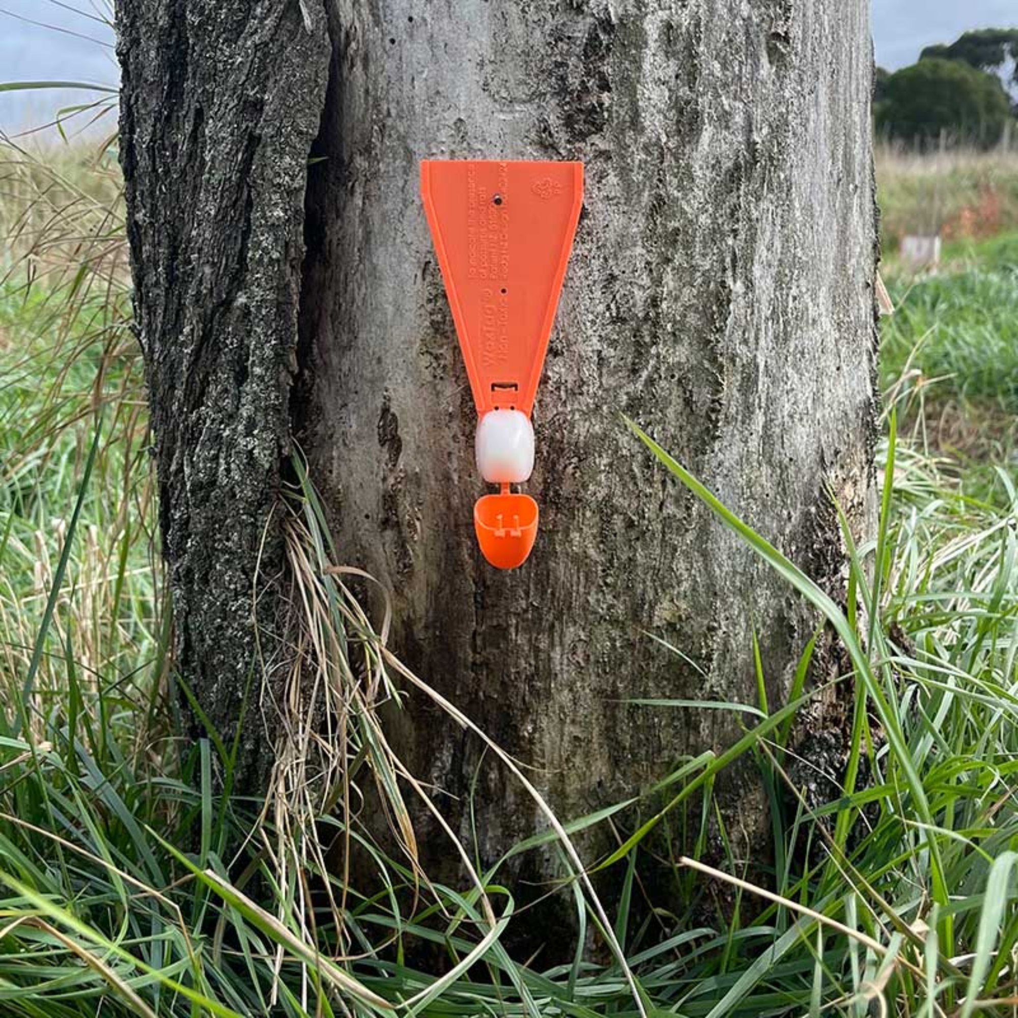Possum Monitor Wax Tag In The Field