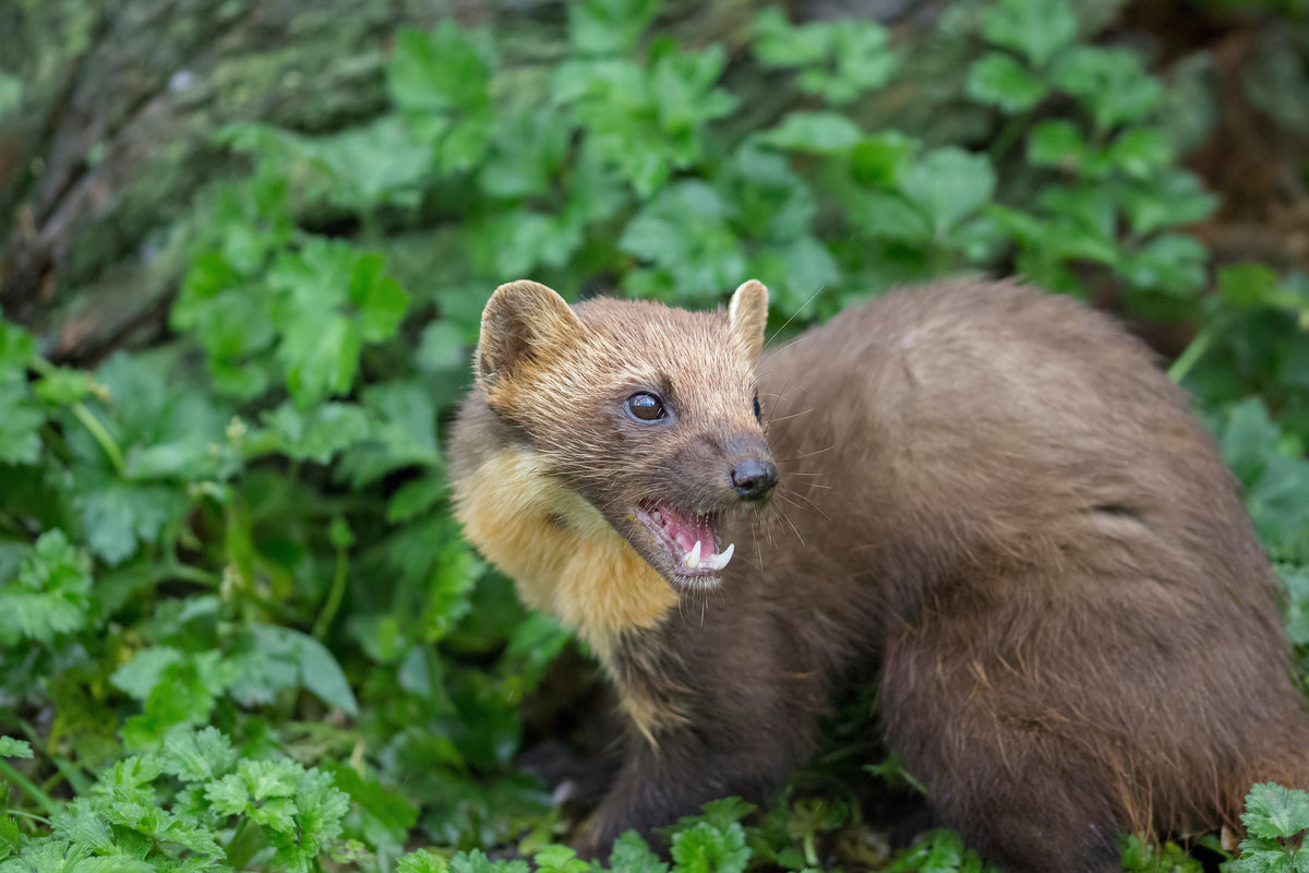 Unveiling the Stealthy Predator: Stoats and Their Impact on New Zealan