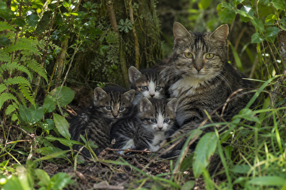 Kitten Season Is Here: Why Acting Early on Feral Cats Matters for NZ's Wildlife