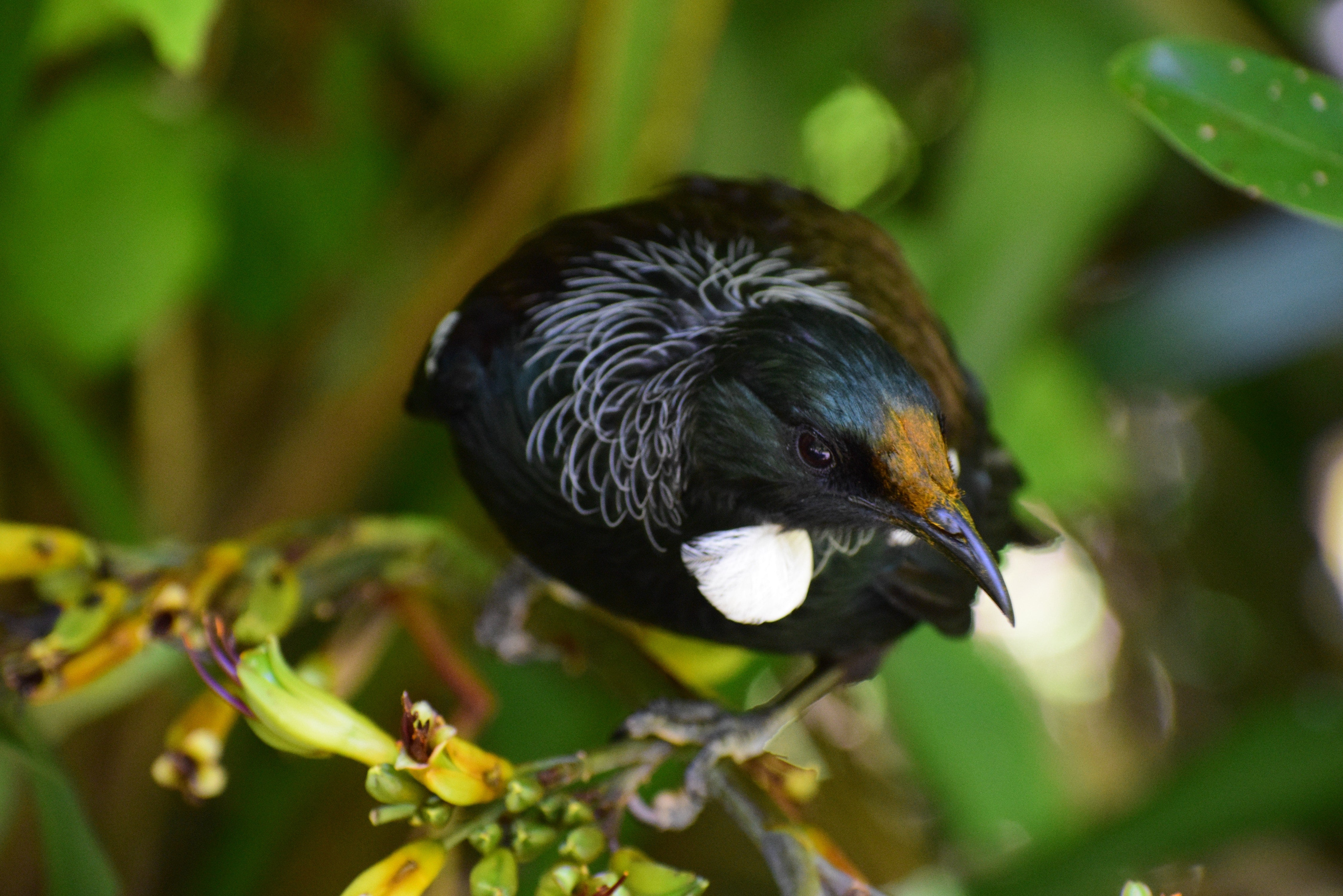 The History of Aotearoa New Zealand's Birdsong